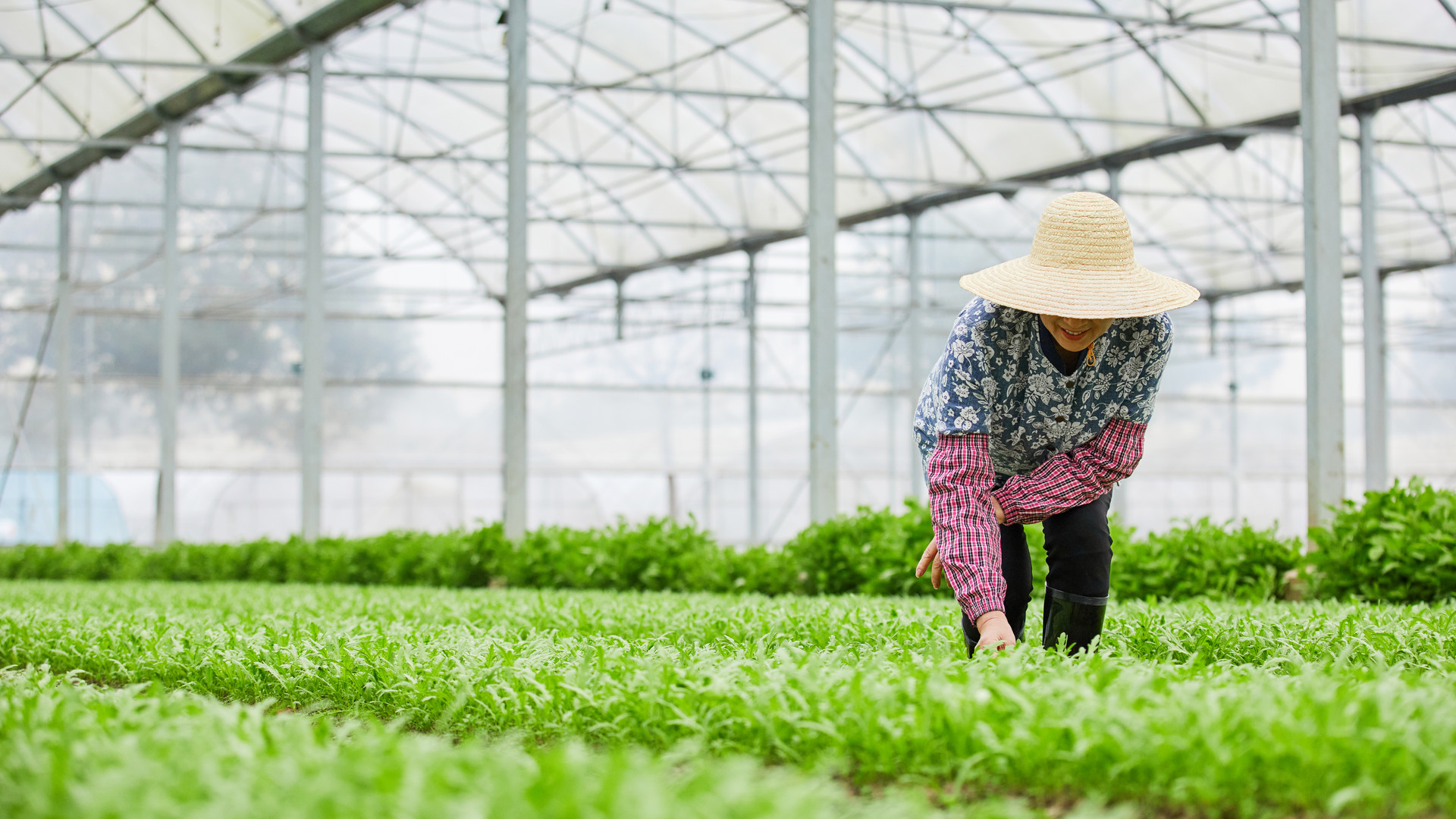 1619142109374841.jpg 攝圖網_501735304_banner_茼蒿大棚除草的農民(企業(yè)商用).jpg