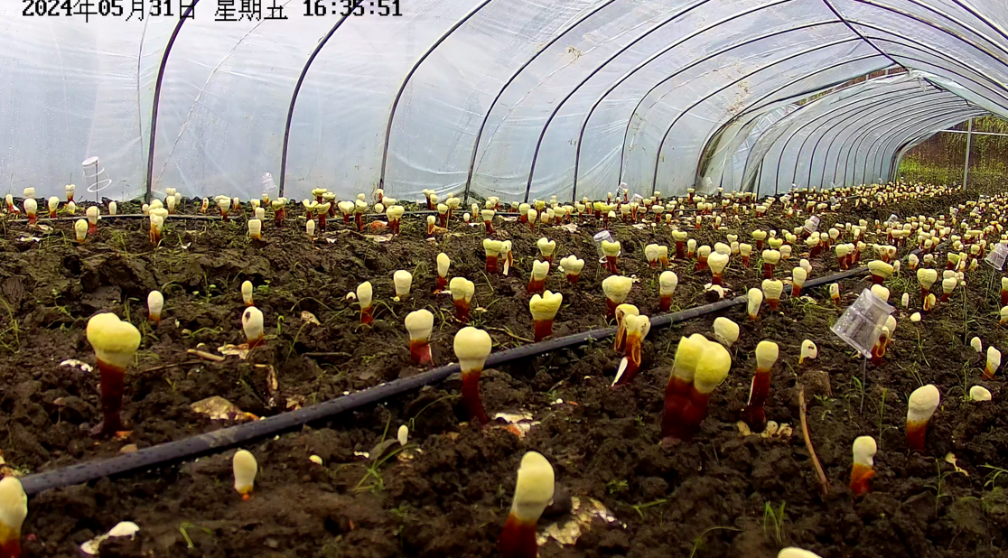 1718588510808513.png image.png