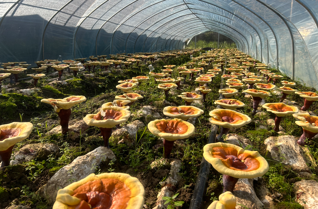 1718589269139310.png image.png