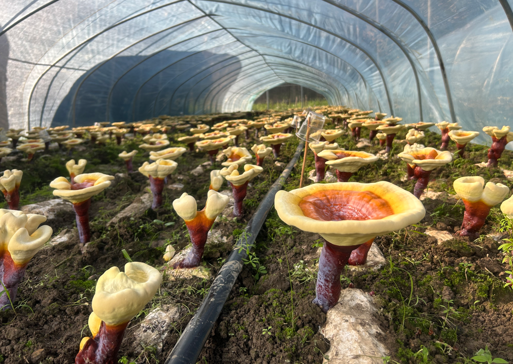 1718589371823252.png image.png